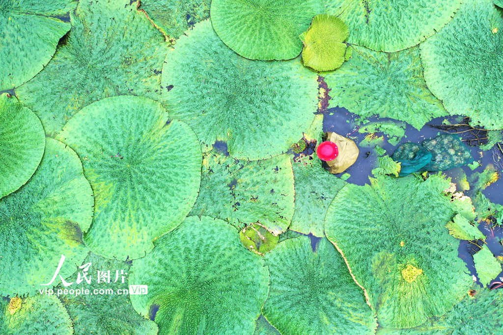 江苏淮安：芡实迎来采收季
